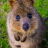 MrQuokka